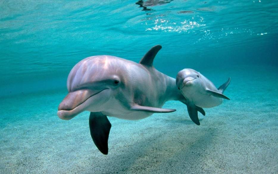 Снится Дельфин