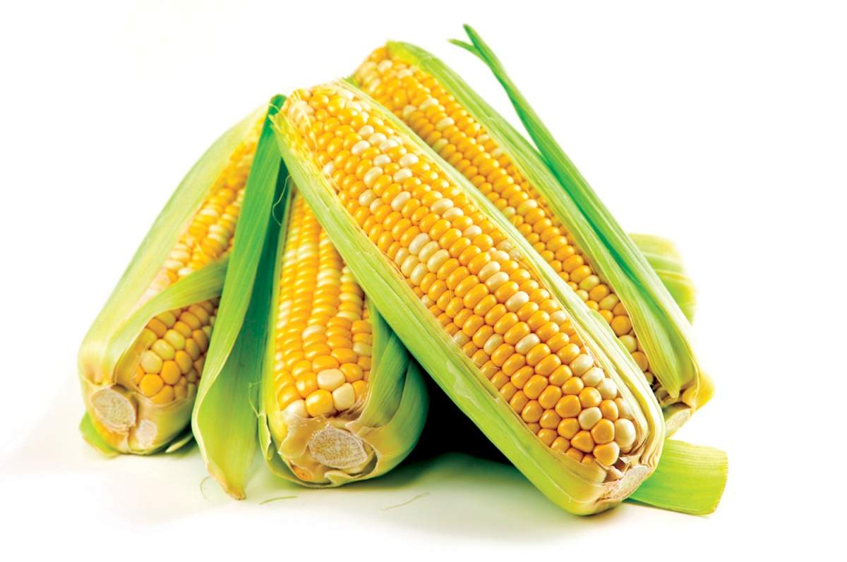 Снится Кукуруза