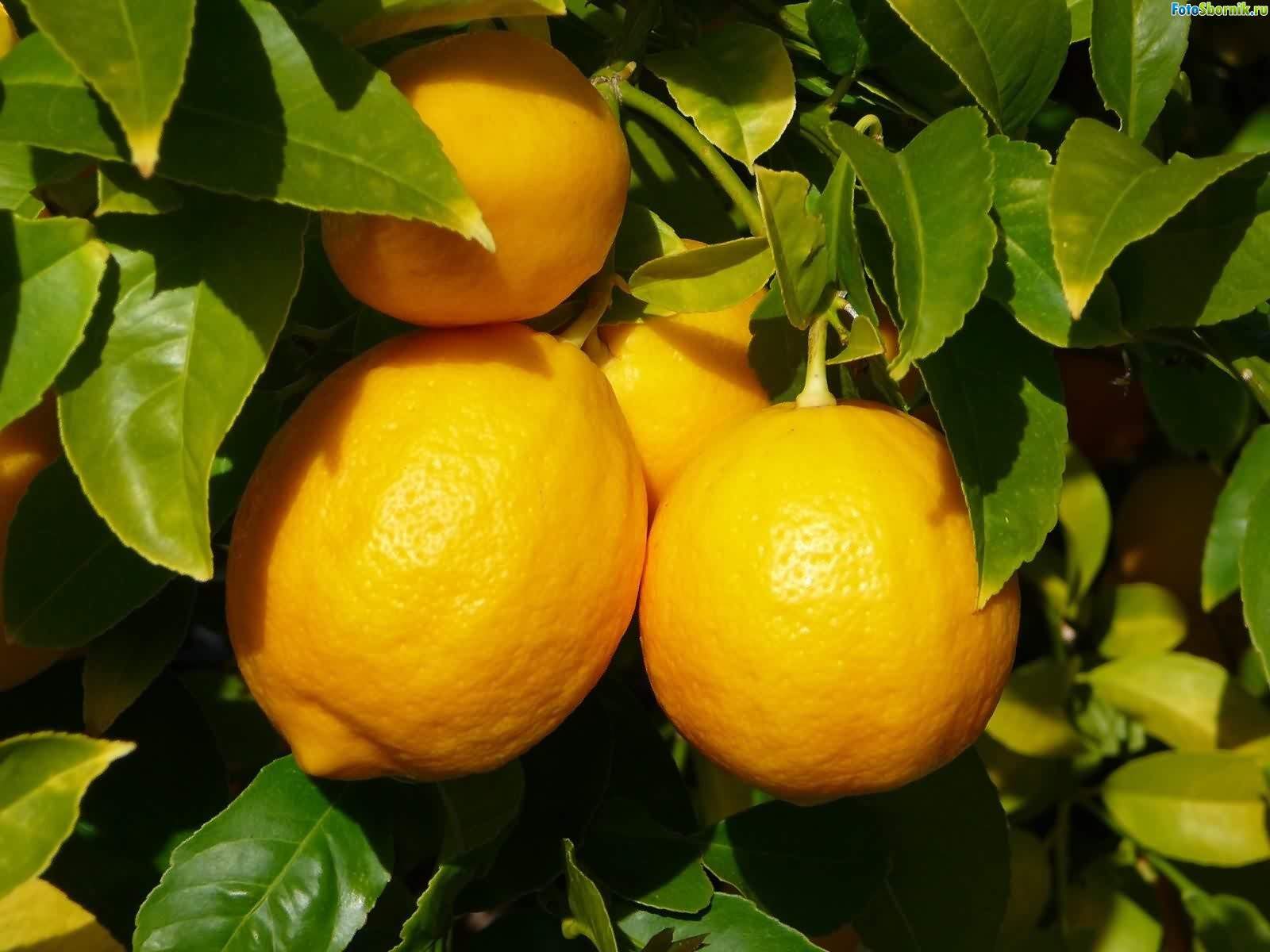 Снятся Лимоны