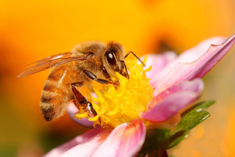 Снятся Пчелы