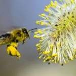 17872 Снится Пыльца пчелиная