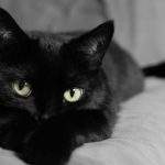 17945 Снится Черная кошка