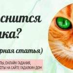 21256 Сонник: к чему снятся кошки во сне женщине или мужчине — обзор 22 классических сонников