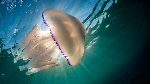 Медуза толкование сонника
